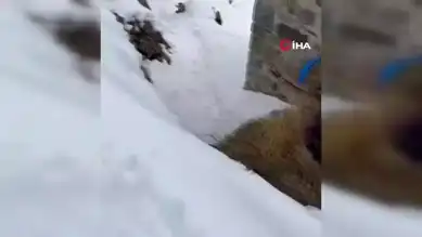 Artvin'de Kışın Hayvanlarına Ot Taşıyan Köylüler