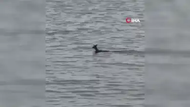 Balıkçılar Denizden Karaca Kurtardı