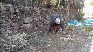 Ödüllü Zeytin Hasadı Devam Ediyor