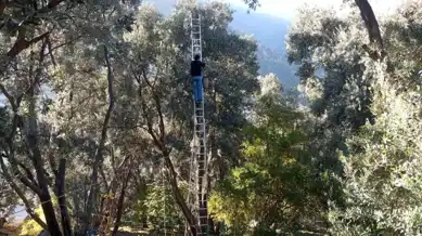 Ödüllü Zeytin Hasadı Yusufeli'nde Devam Ediyor