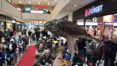 Doğu Karadeniz'de Atmaca Güzellik Yarışması