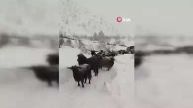 Doğu Karadeniz'de Besicinin Kar Kıyameti