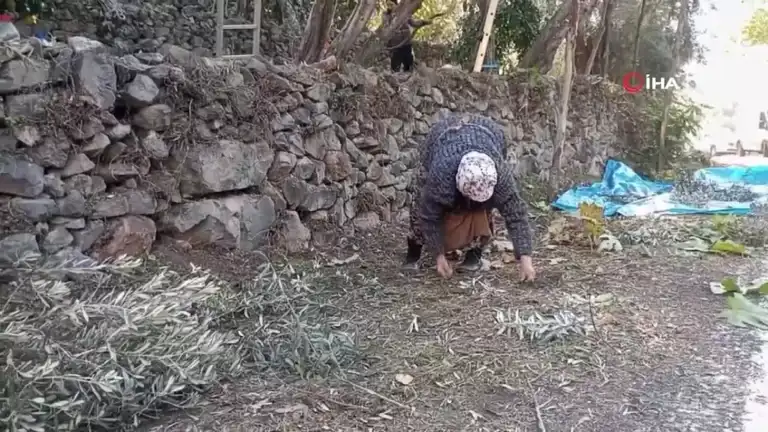 Ödüllü Zeytin Hasadı Devam Ediyor