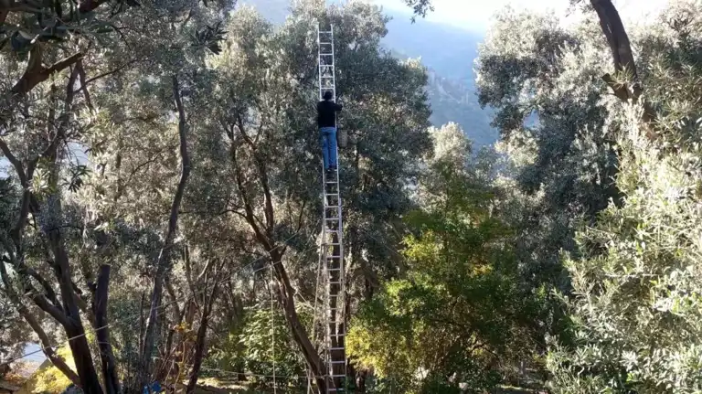 Ödüllü Zeytin Hasadı Yusufeli'nde Devam Ediyor