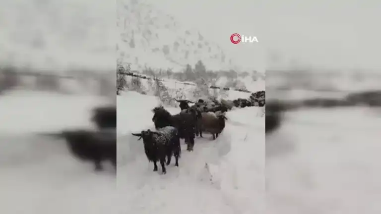 Doğu Karadeniz'de Besicinin Kar Kıyameti